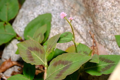 Persicaria capitata