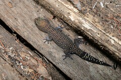 Oedura tryoni