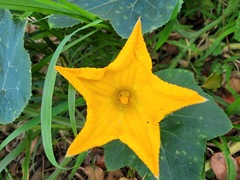 Cucurbita moschata