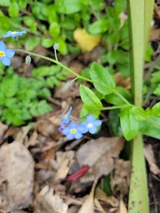 Myosotis sylvatica