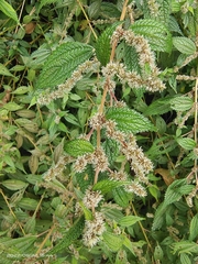 Boehmeria clidemioides