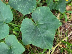 Cucurbita moschata