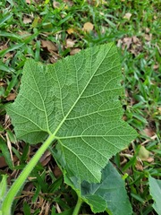 Cucurbita moschata