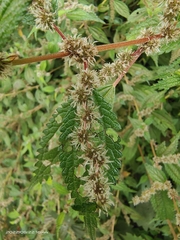 Boehmeria clidemioides