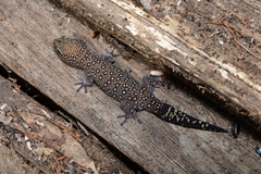 Oedura tryoni