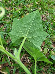 Cucurbita moschata