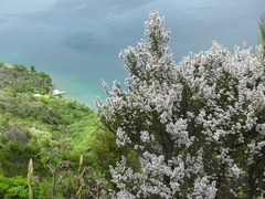 Leptospermum scoparium