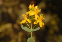 Hypericum scouleri
