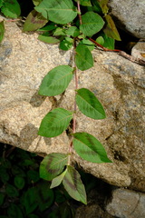 Persicaria capitata