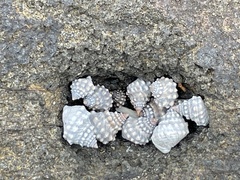 Nodilittorina pyramidalis