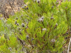 Serruria acrocarpa