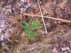 Lygodium japonicum