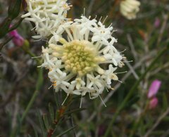 Pimelea brevifolia brevifolia