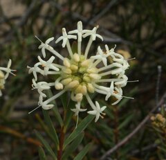 Pimelea brevifolia brevifolia