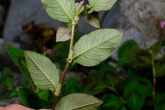 Persicaria capitata