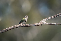 Chrysococcyx lucidus