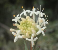 Pimelea brevifolia brevifolia