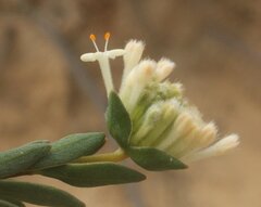 Pimelea brevifolia brevifolia