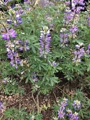 Lupinus rivularis