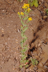 Hypericum scouleri