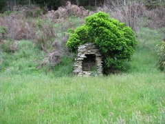 Melicytus ramiflorus