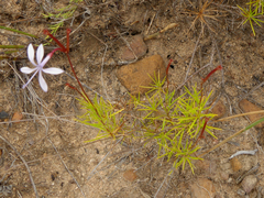 Prismatocarpus diffusus