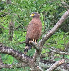 Spilornis holospilus