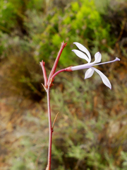 Prismatocarpus diffusus