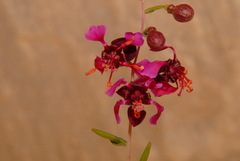 Clarkia unguiculata