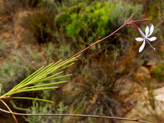 Prismatocarpus diffusus