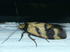 Olbonoma triptycha