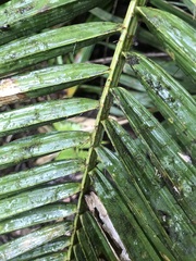 Calamus radicalis