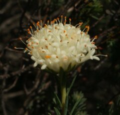 Pimelea graniticola