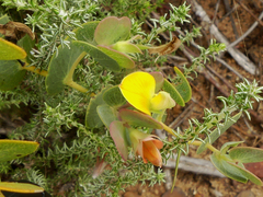 Rafnia acuminata
