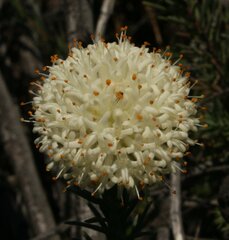 Pimelea graniticola