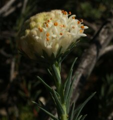 Pimelea graniticola