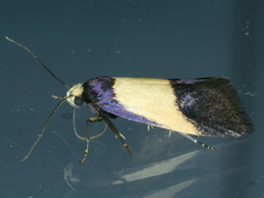 Eulechria heliophanes