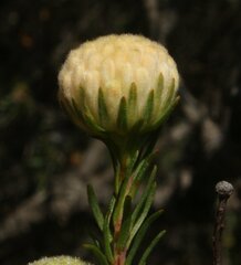 Pimelea graniticola