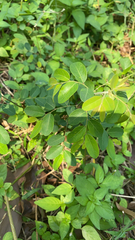 Phyllanthus tenellus