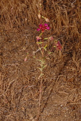 Clarkia unguiculata