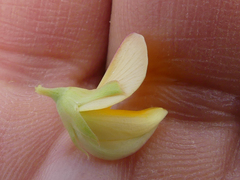 Rafnia acuminata