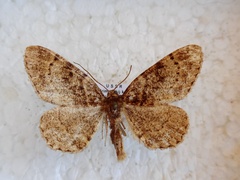 Parectropis nigrosparsa
