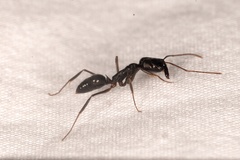 Odontomachus haematodus
