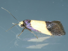 Eulechria heliophanes