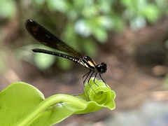 Heliocypha fenestrata