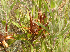 Protea burchellii