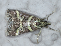 Scoparia spelaea
