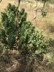 Gomphocarpus cancellatus
