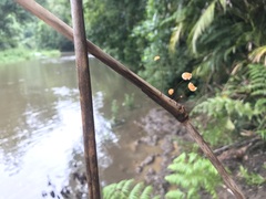 Marasmius crinis-equi