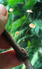 Marasmius crinis-equi